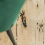 Dachstein West 3 By Interhome